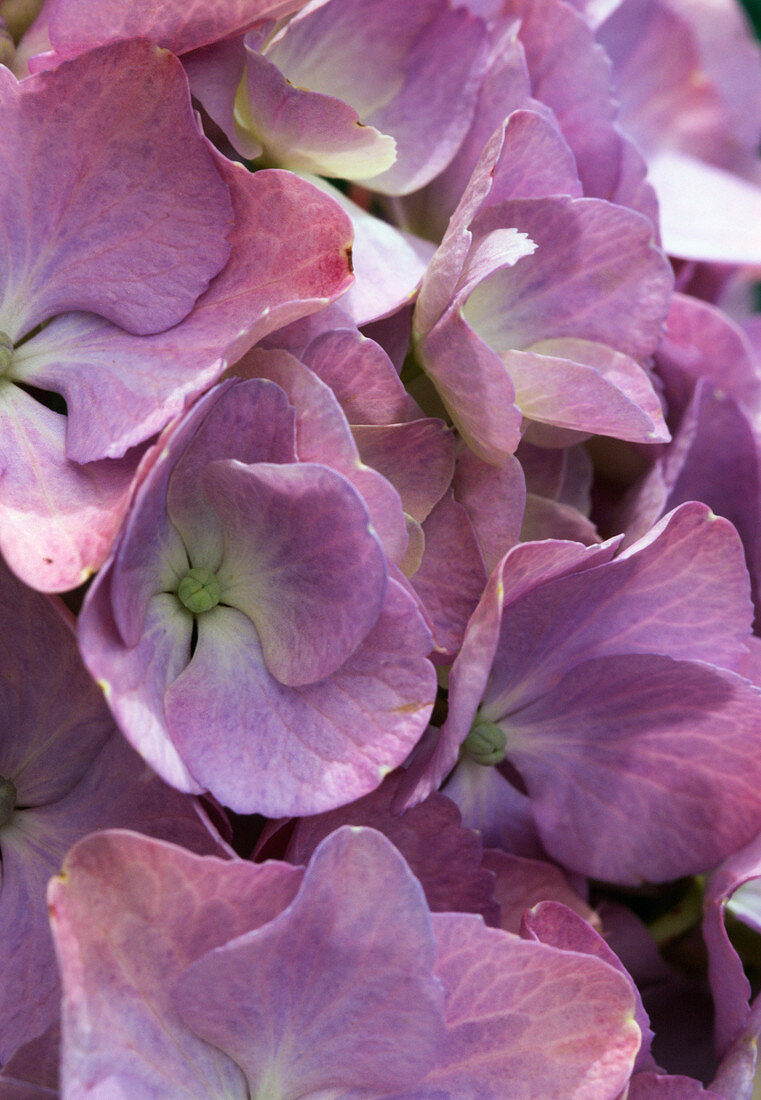 Hydrangea macrophylla