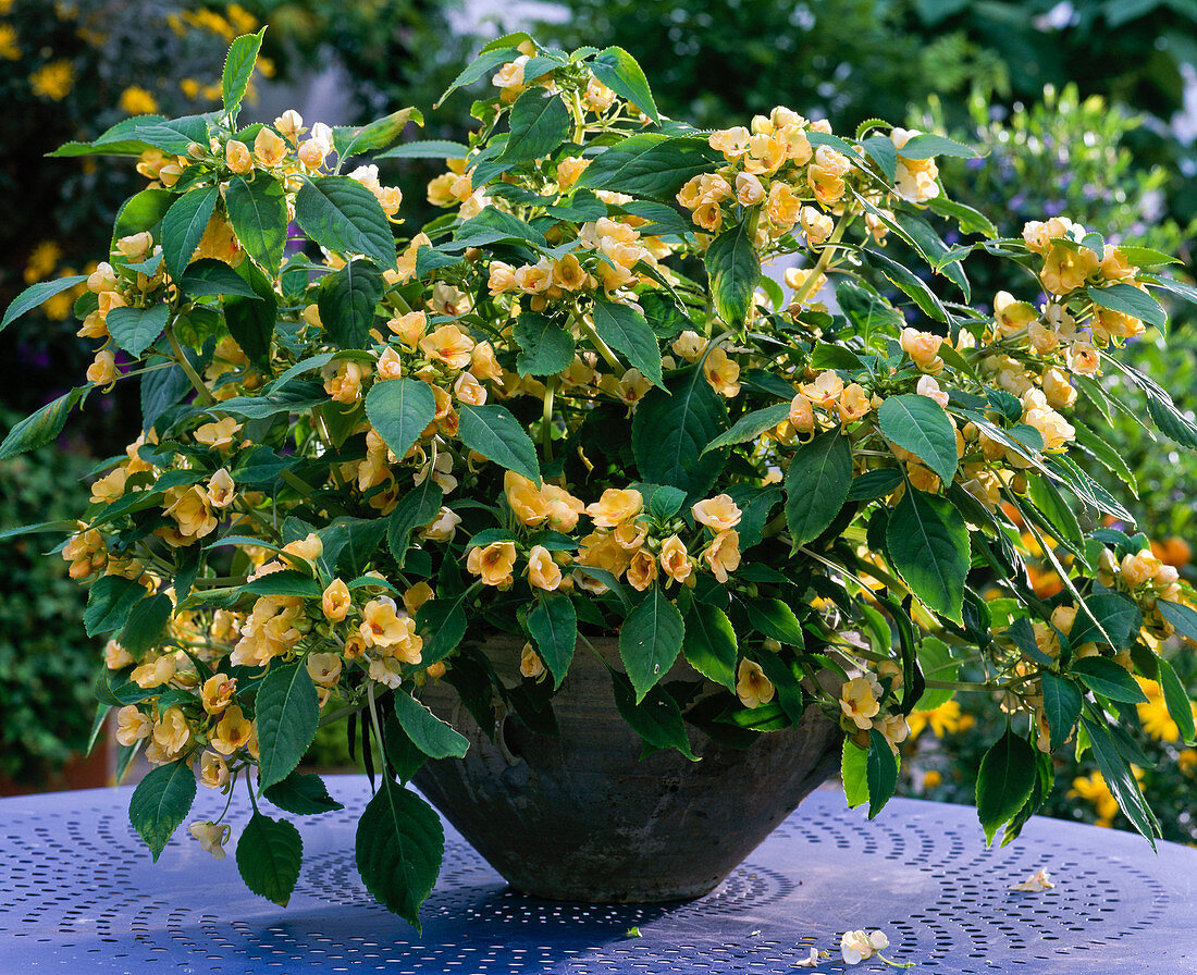 Impatiens auricoma 'Jungle Gold'