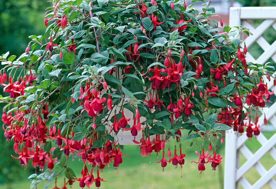 Fuchsia traffic light