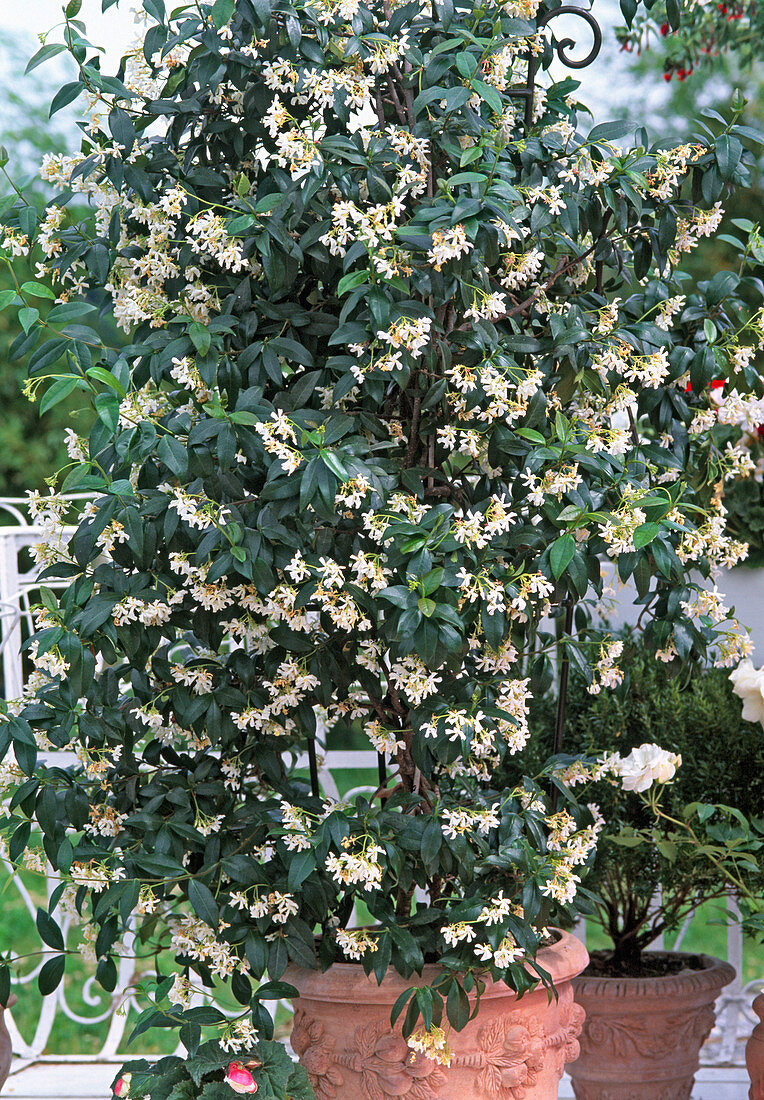 Trachelospermum jasminoides