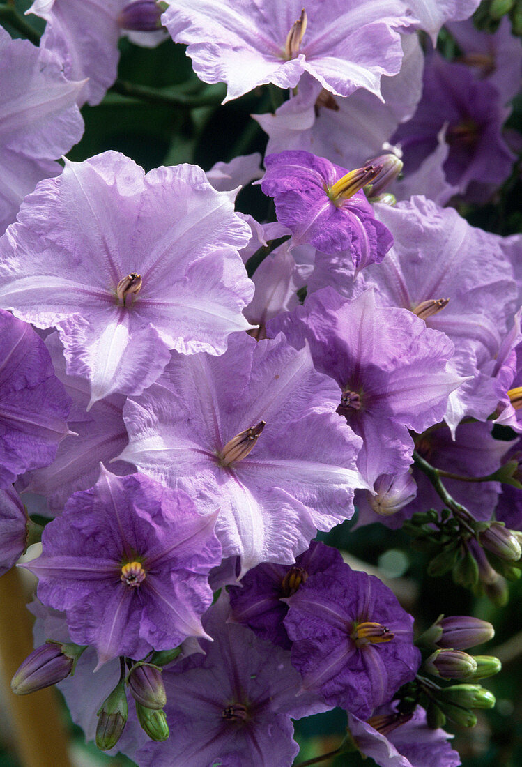 Sonnenhut (Solanum wendlandii)