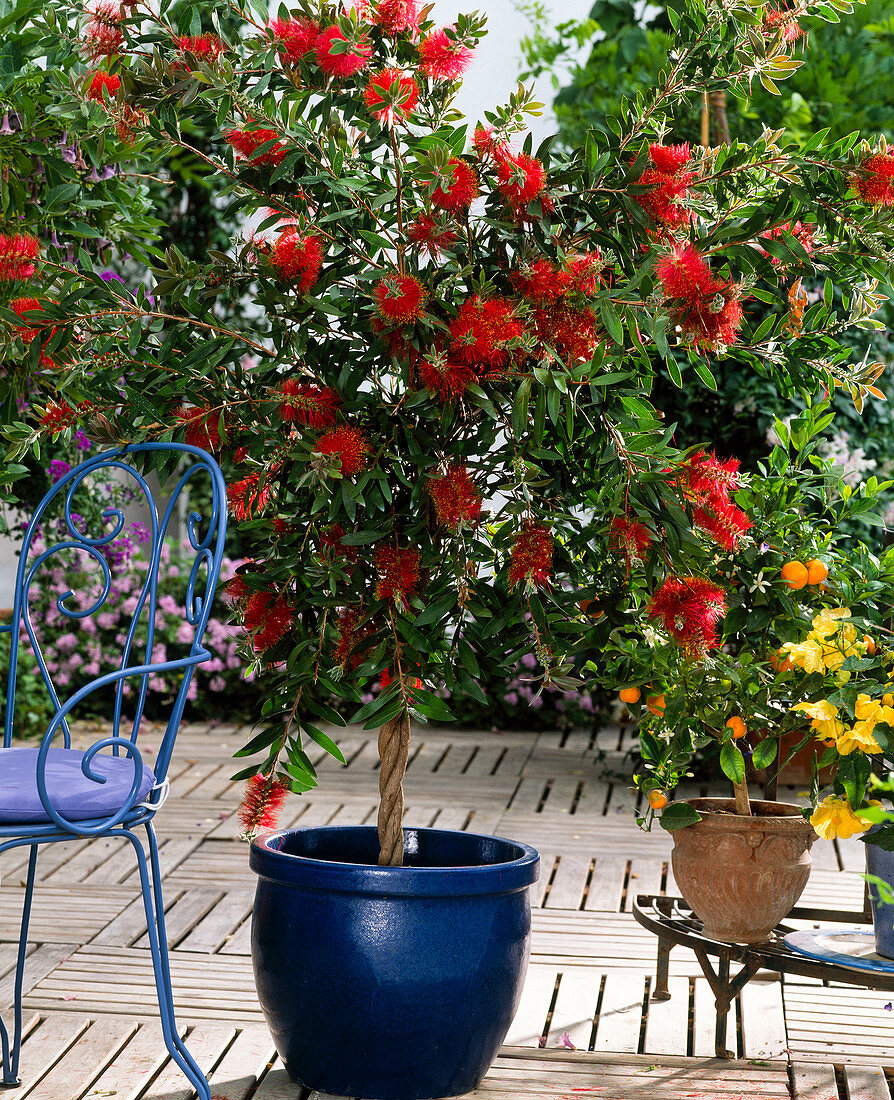 Callistemon ctrinus (cylinder cleaner)