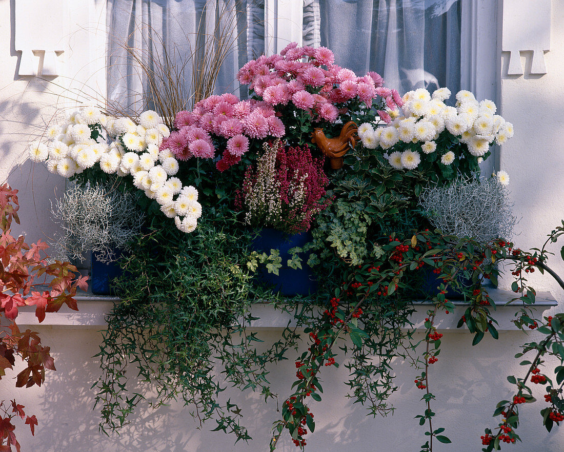 Balcony box with Chrys. 'White Bouquet', 'Madeleine', Hedera helix