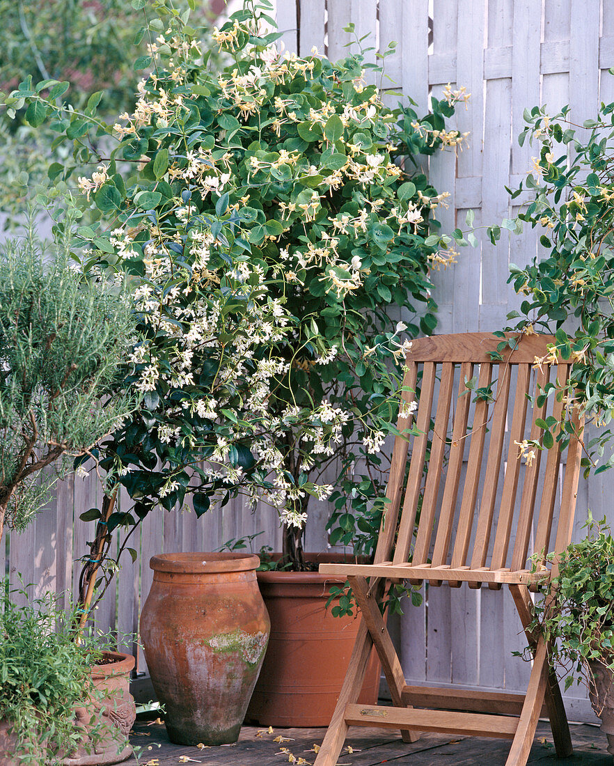 Lonicera caprifolium (Echtes Geißblatt)