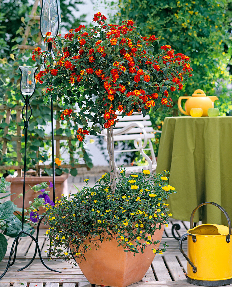 Lantana camara hybrid