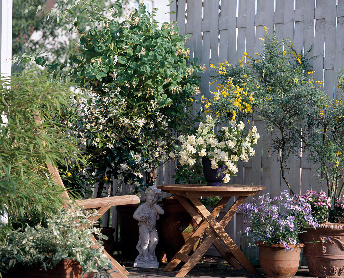 Scented balcony with: Cytisus, Lonicera, Pelargonium Hybr