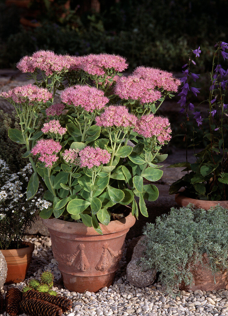 Sedum spectabile (Fetthenne)