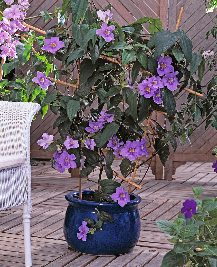 Thunbergia grandiflora