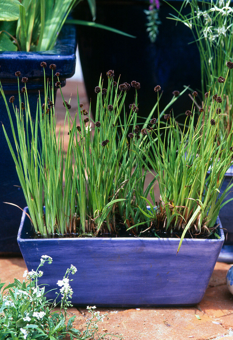 Sword-leaved rush (Juncus ensifolius)