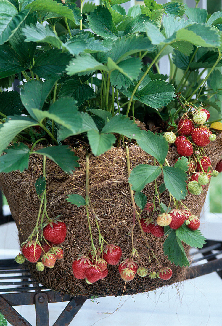 Erdbeeren im Kokostopf