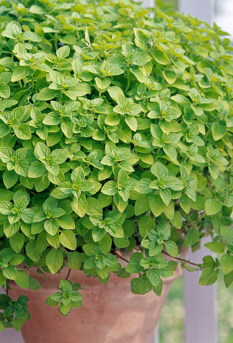 Origanum (marjoram) with yellow leaves