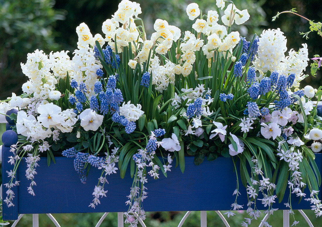 Narcissus 'Bridal Crown', Hyacinthus multiflora white