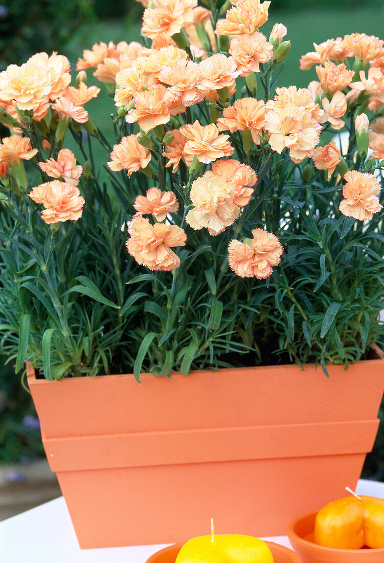 Dianthus caryophyllus (carnation)