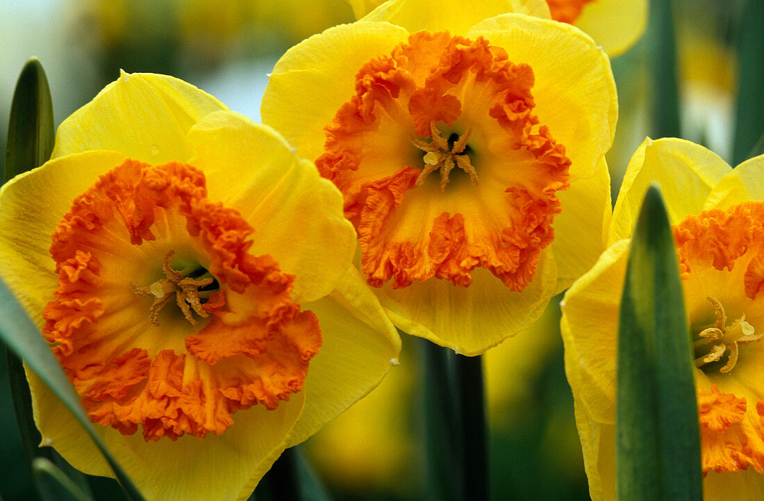 Narcissus hybrid