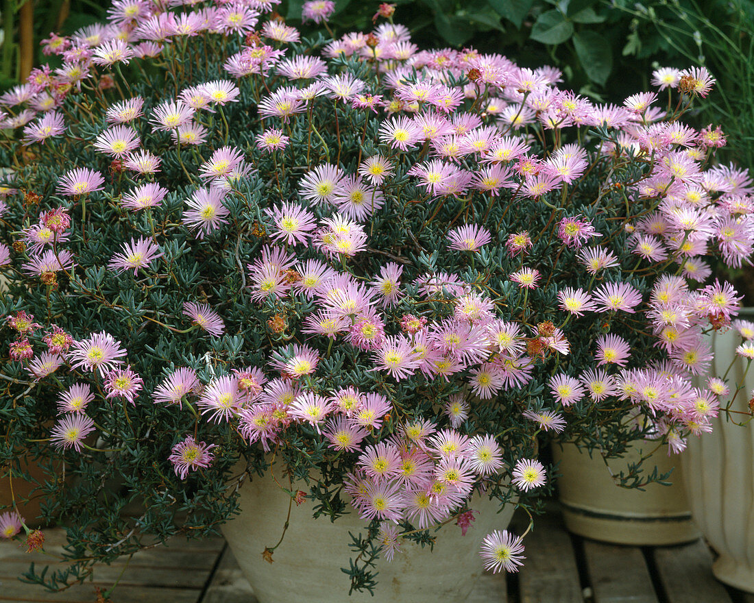 Lampranthus hybrid