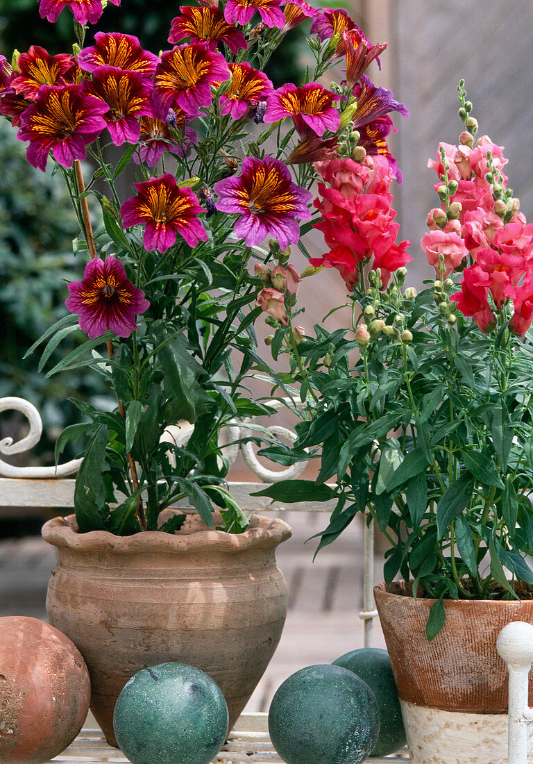 Salpiglossis sinuata (trumpet tongue)