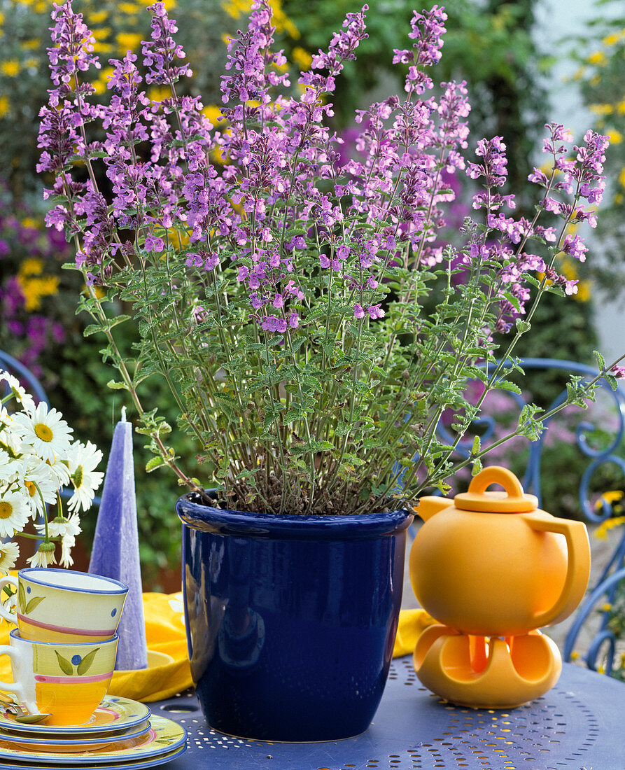 Nepeta hybrid 'Sixhill GIANT'