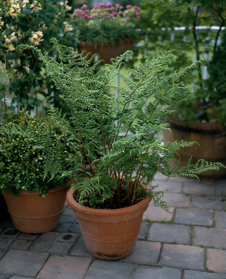 Athyrium filix-femina