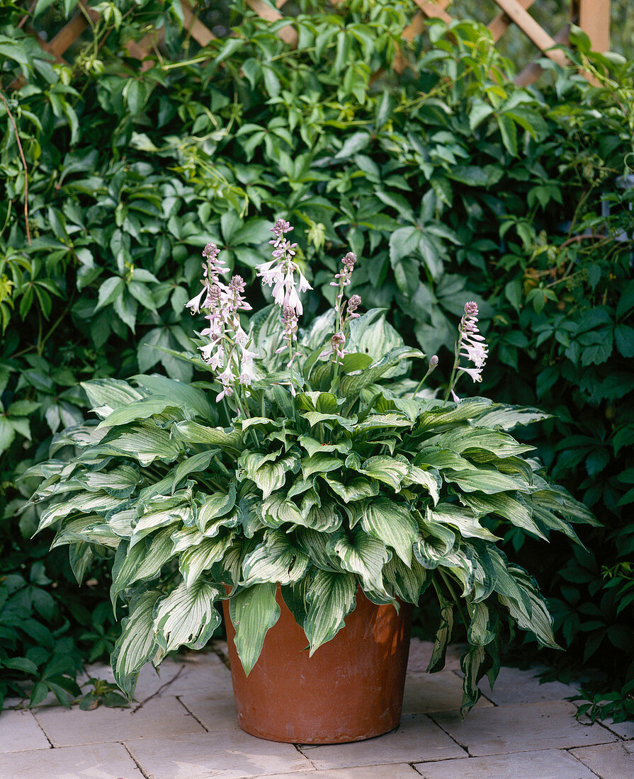 Hosta fortunei