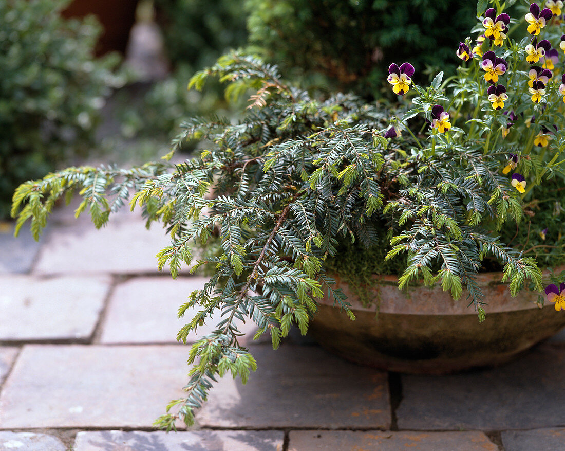 Taxus BACCATA 'repandens' (Eibe)