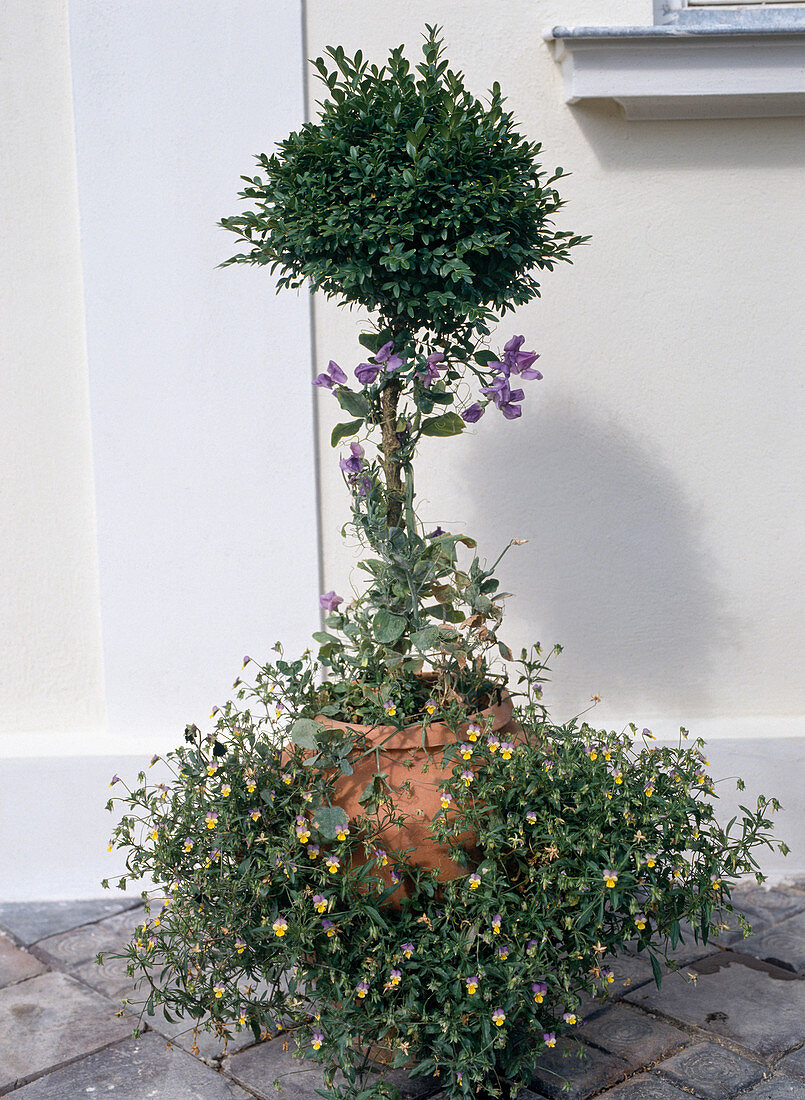 Lathyrus odoratus, Viola cornuta 'Helen Mount'