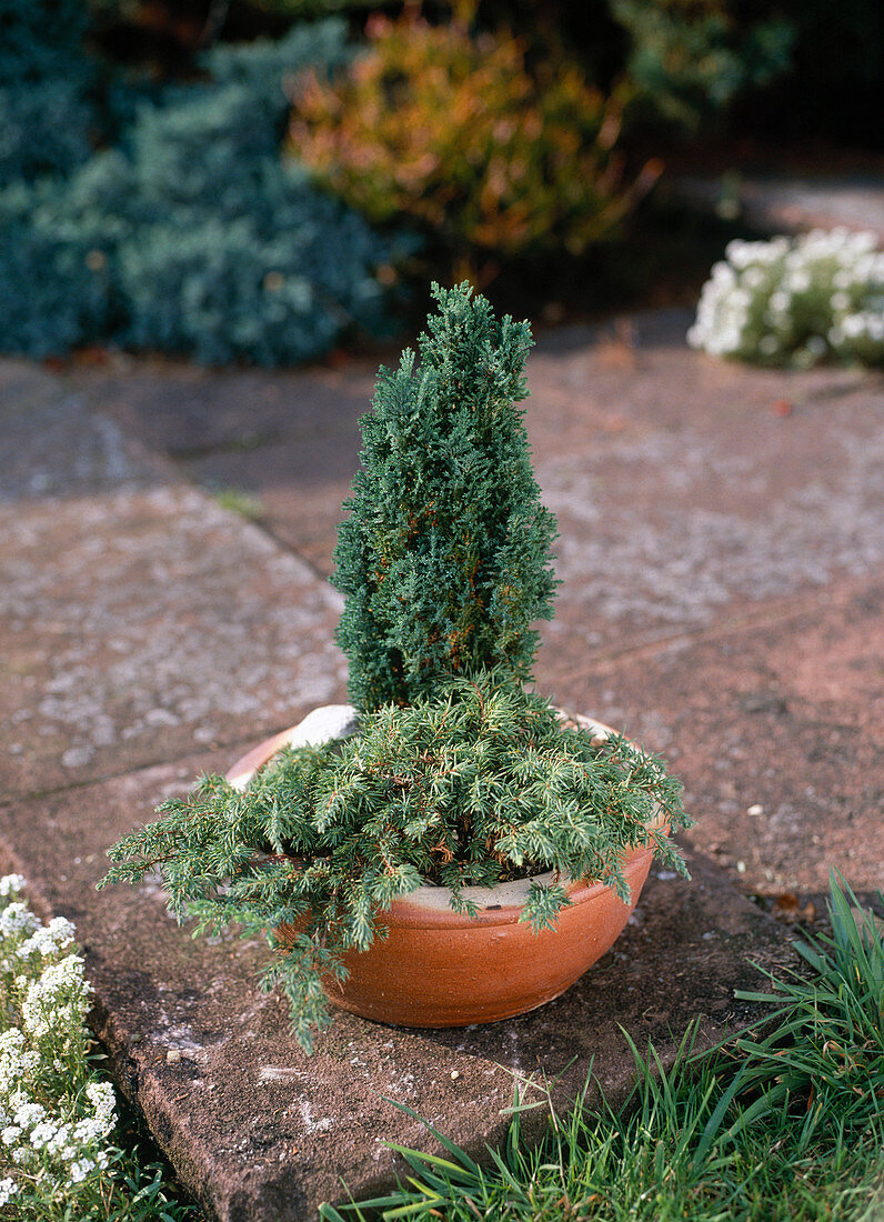 Chamaecyparis lawsoniana 'Ellwood's Pillar'