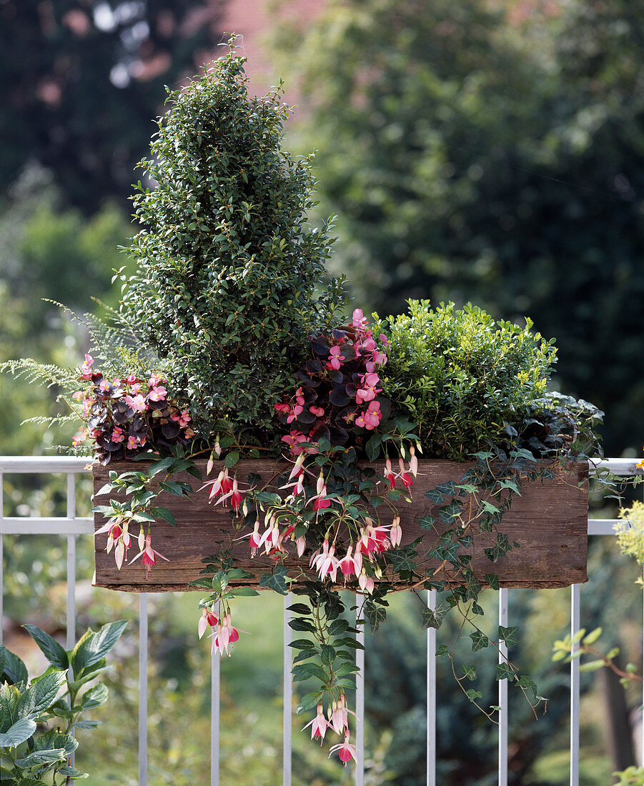 Balcony box for the north side: Buxus sempervirens