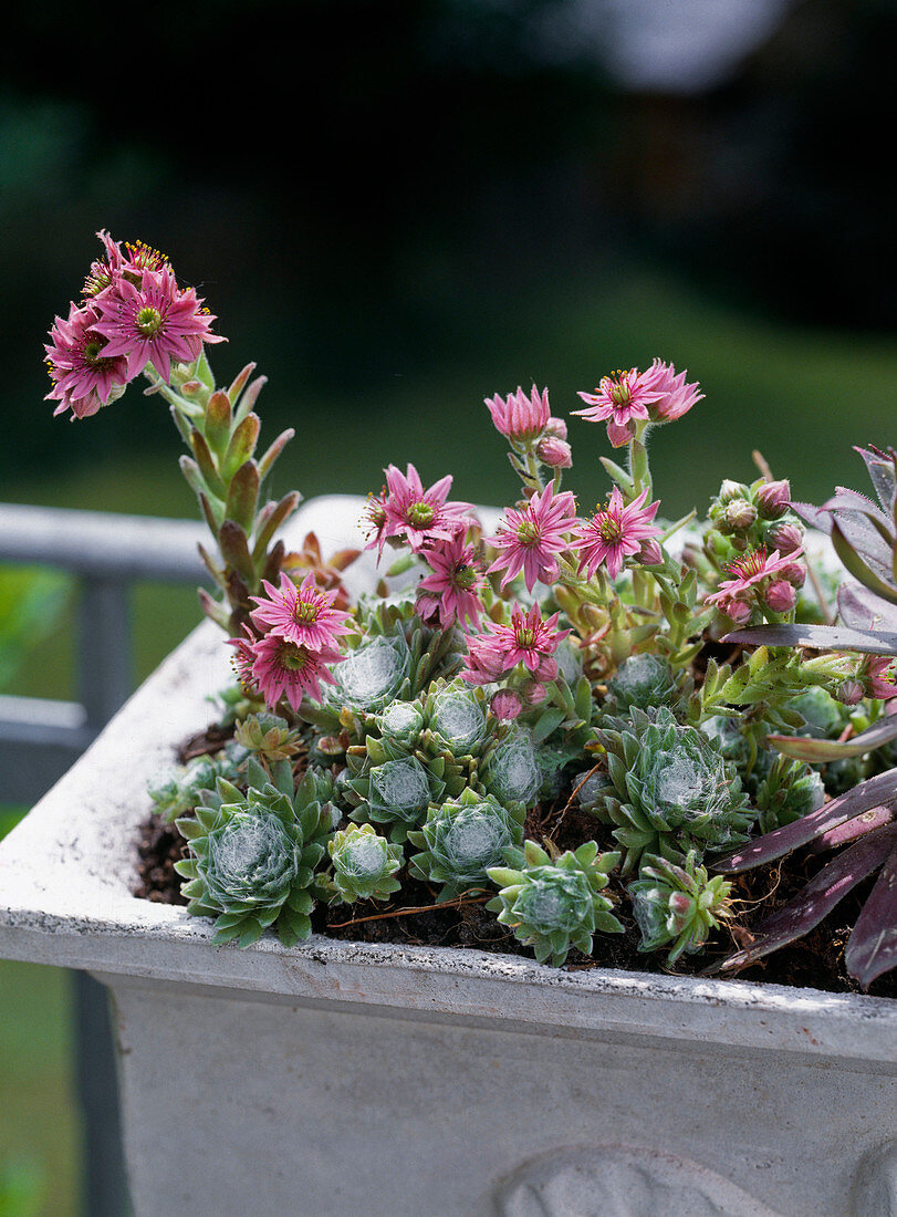 Sempervivum Hybr. 'Rheinkiesel'