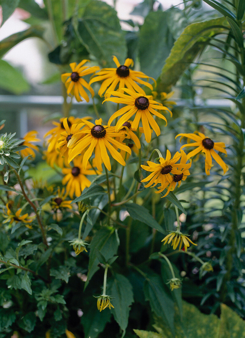 Rudbeckia sullivantii 'Goldsturm' (Gold storm)