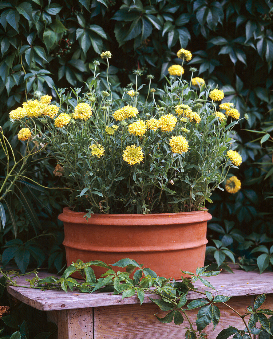 Gaillardia hybrid yellow