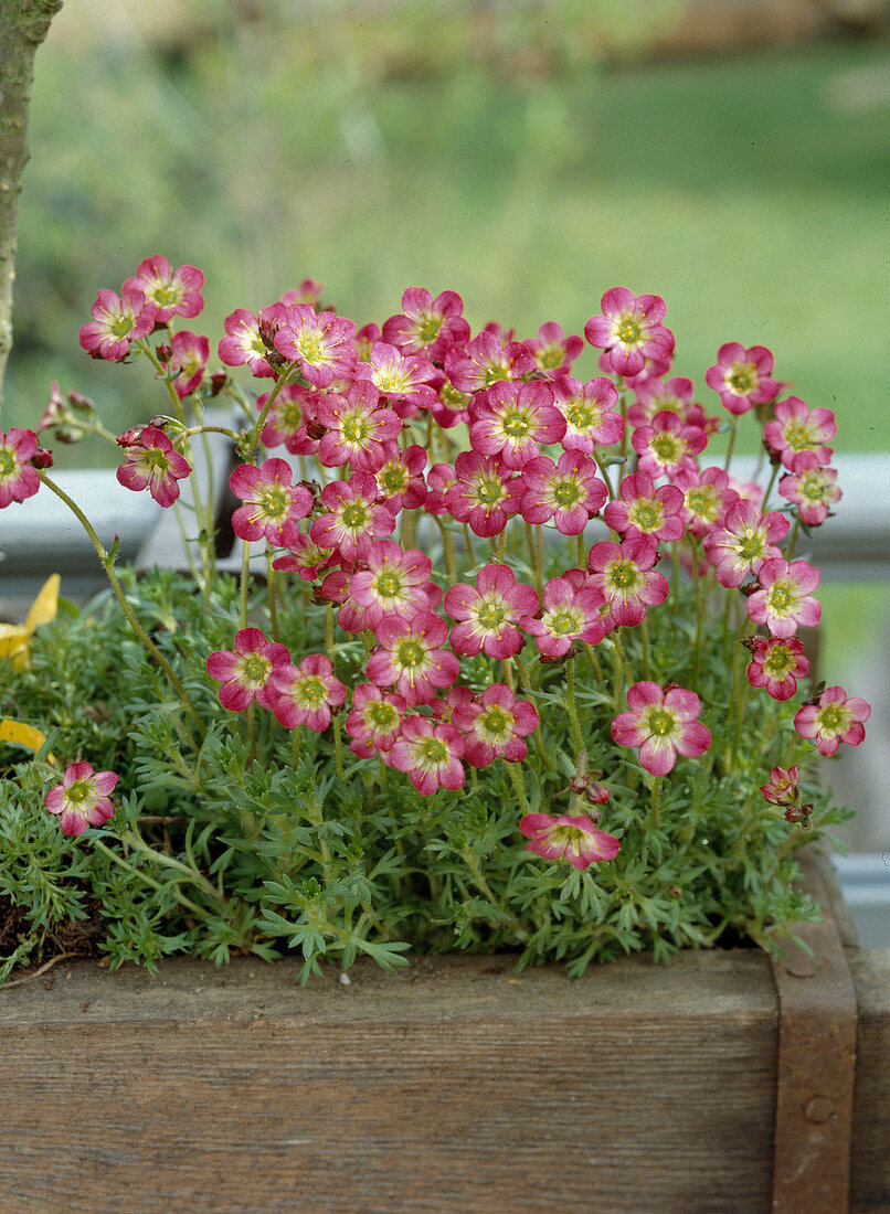 Saxifraga x Arendsii