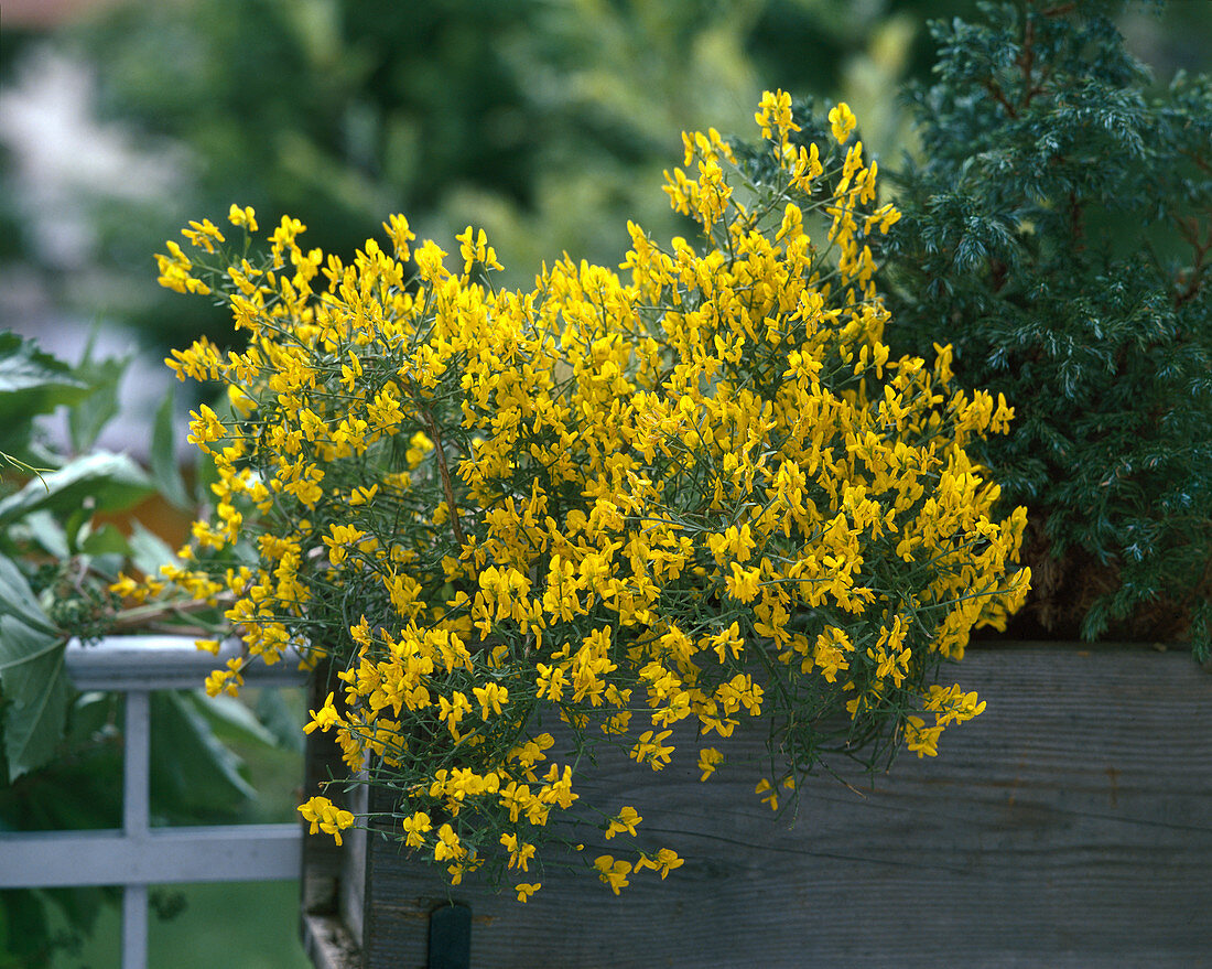 Cytisus decumbens