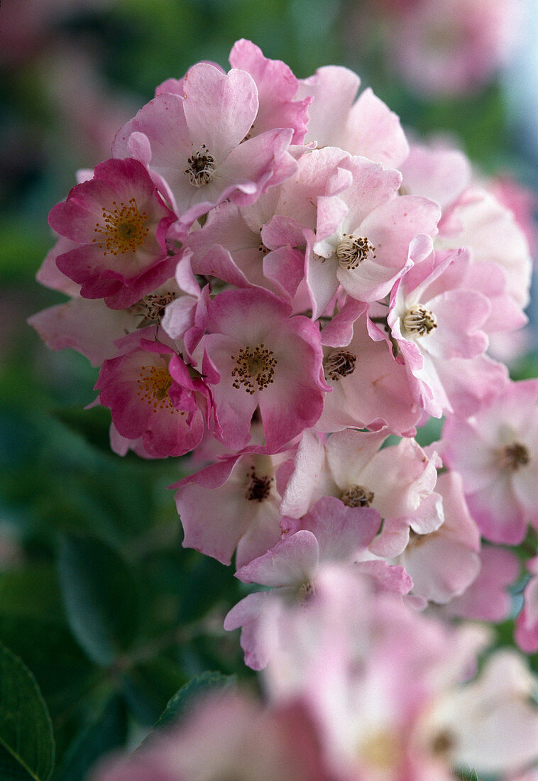 Rosa moschata'Ballerina'/ Strauchrose, öfterblühend, kaum duftend