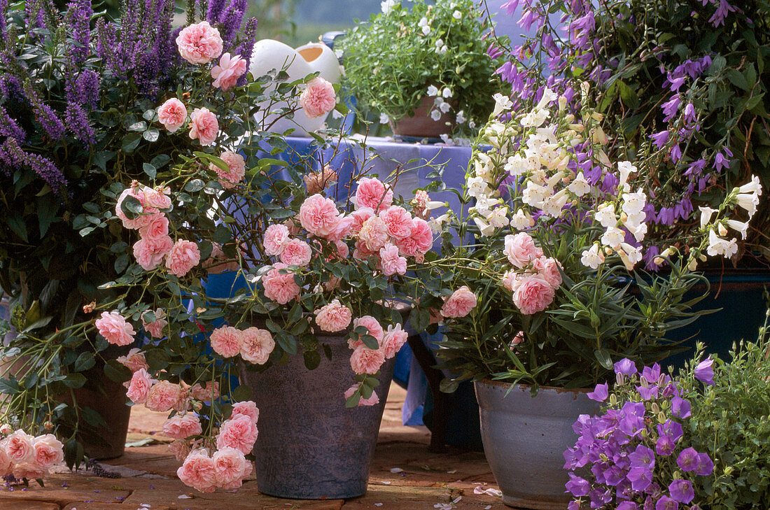 Veronica, Strauchrose, Penstemon, Campanula pyramidalis / Glockenblume, Campanula