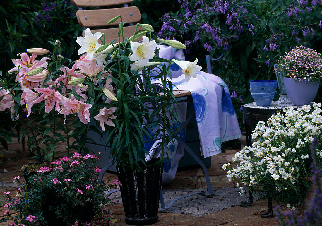 Lilium-Hybriden, Eisenkraut, Nemesia fruticans