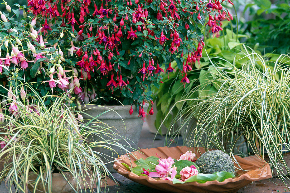 Fuchsia hybr. 'General Monk' Red (Blue)