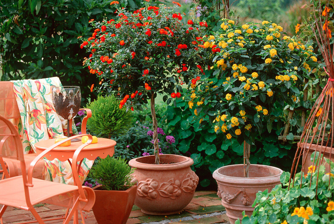 Lantana camara hybrid