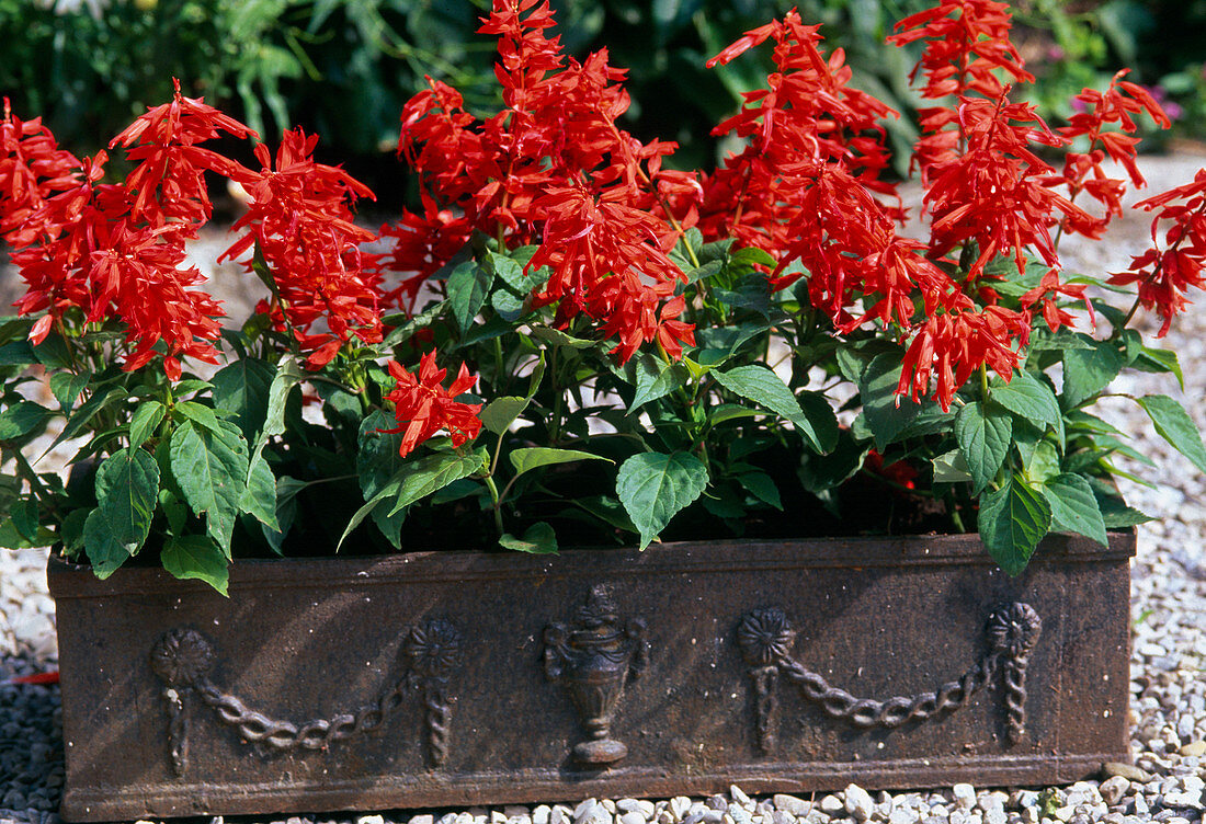 Salvia splendens