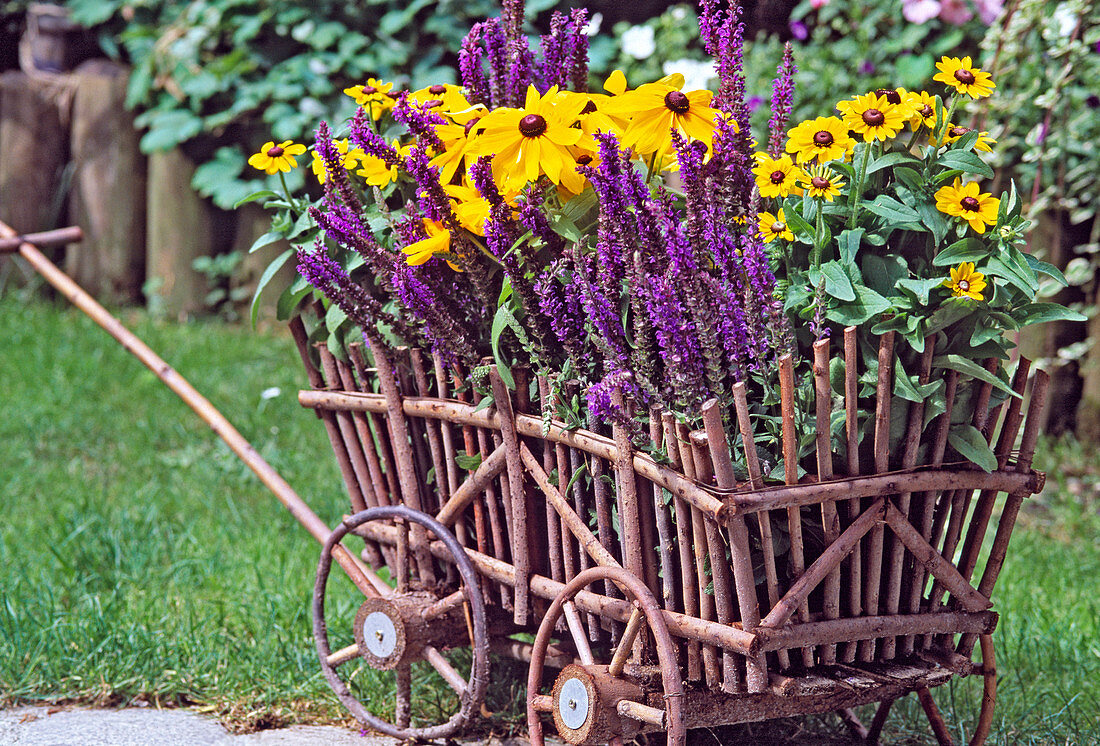 Wooden ladder trolley with Salvia, Rudbeckia