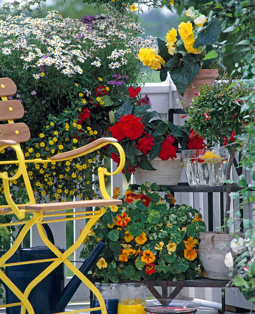 Argyranthemum, Sanvitalia, Bidens