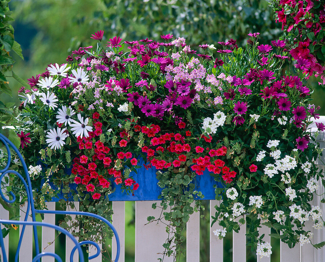 Dimorphotheca; Petunia Million Bells 'Terracotta'