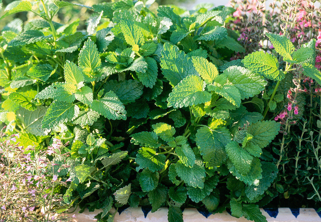 Lemon balm