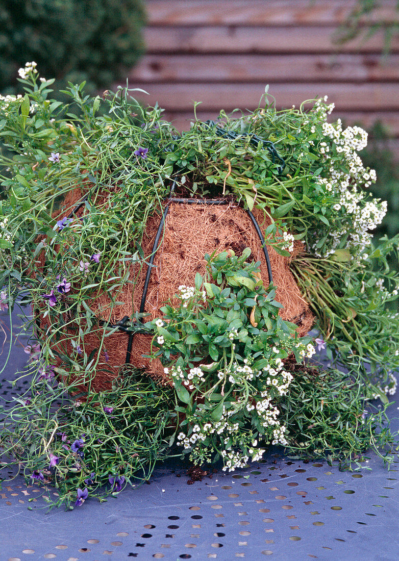 Hanging Globe Planting