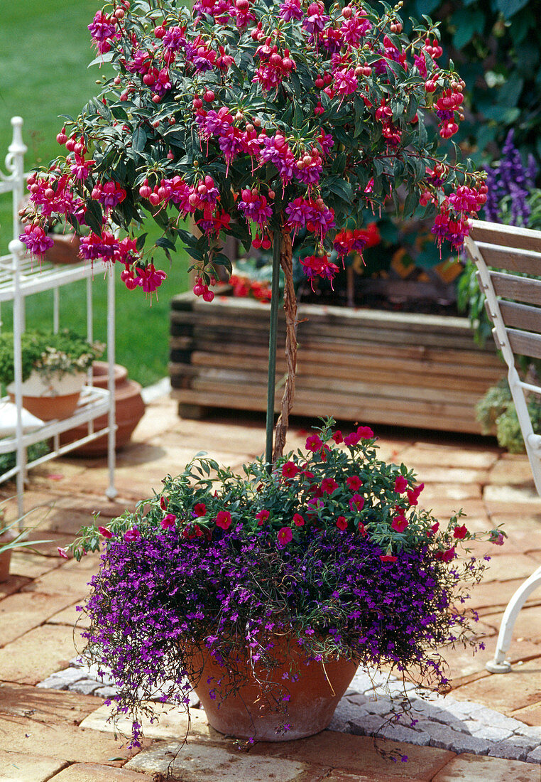 Fuchsia stems underplanting