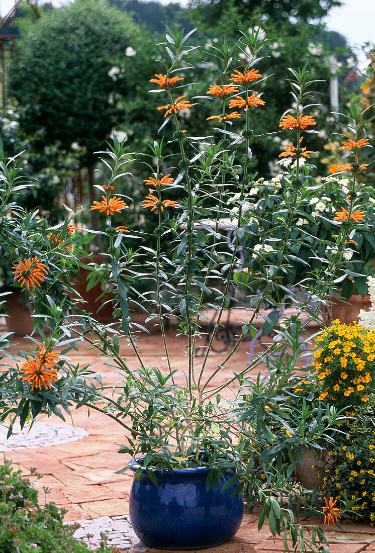 Leonotis leonurus