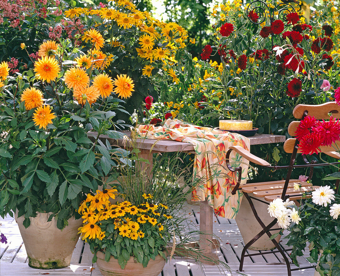 Heliopsis scabra, Dahlia, Cestrum elegans, Cassia corymbosa, Rudbeckia