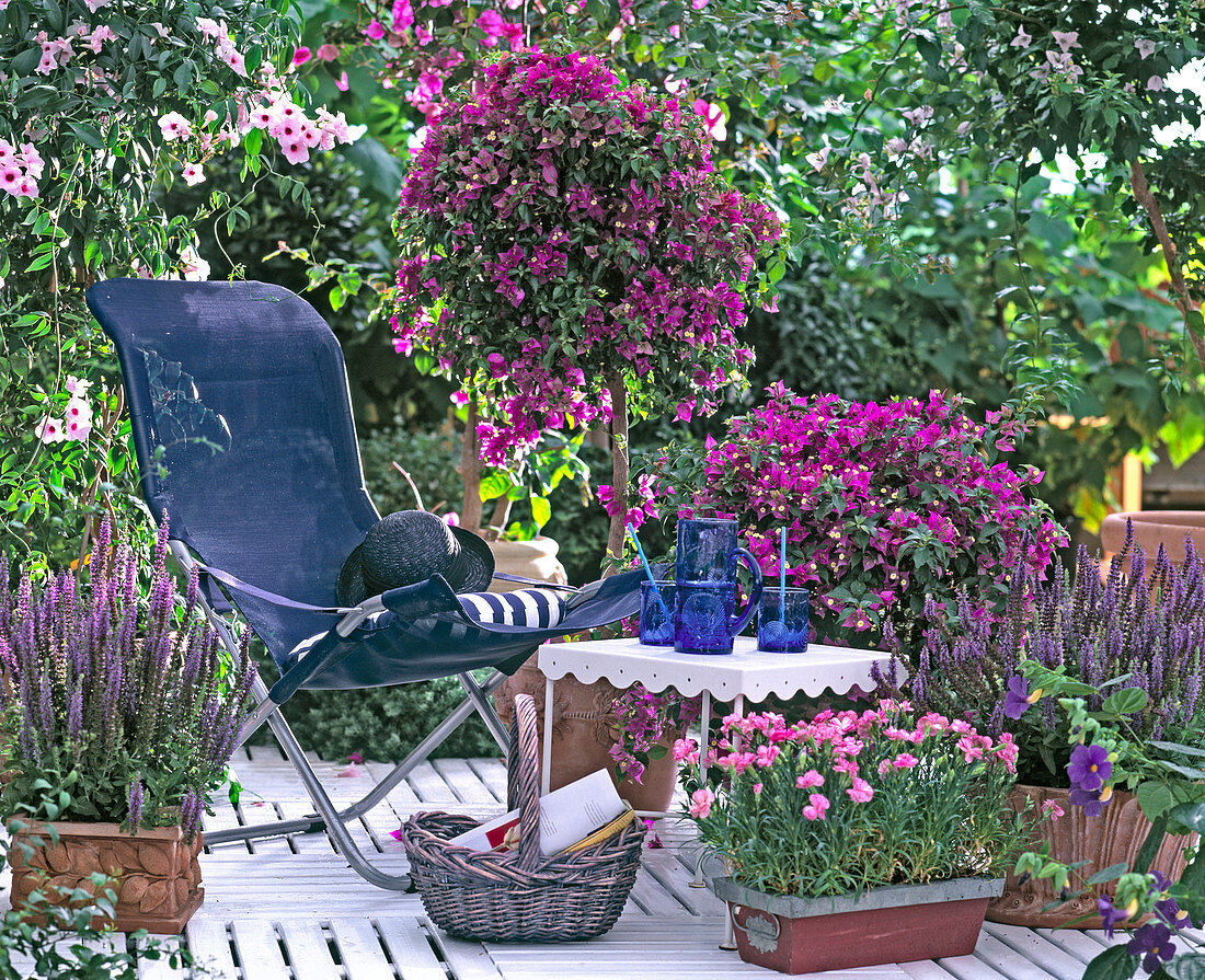 Salvia NEMOROSA, BOUGAINVILLEA GLABRA