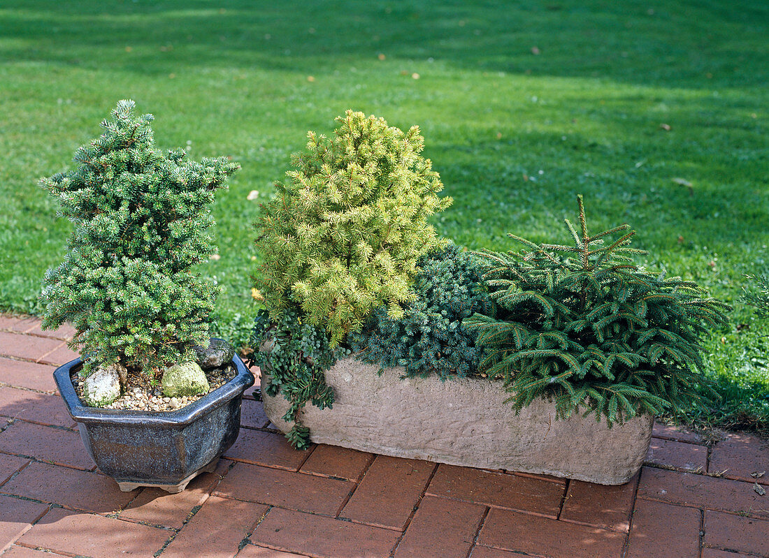 Abies Koreana 'Silberzwerg' Picea