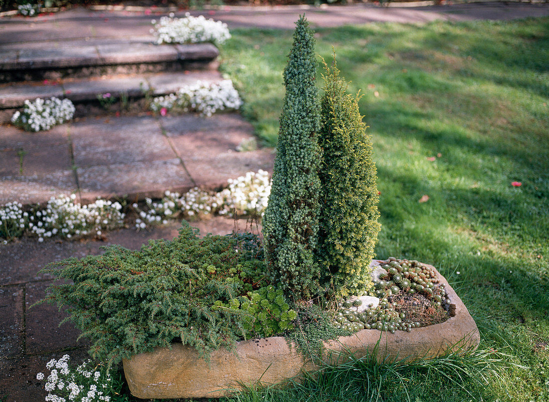 Juniperus communis 'Compressa Aurea'