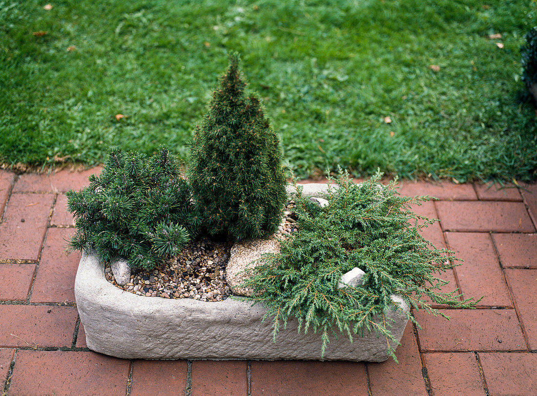 Pinus mugo 'Humpy', Picea glauca 'Conica', Laurin